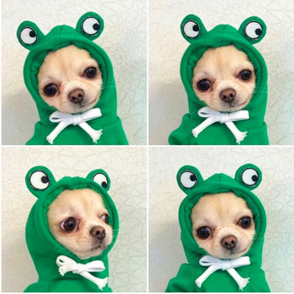 1623555231135.jpg Cute Fruit Dog Clothes For Small Dogs Hoodies Winter Warm Fleece Pet Clothing Puppy Cat Costume Coat For French Chihuahua Outfit