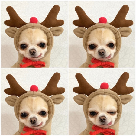 1623555242019.jpg Cute Fruit Dog Clothes For Small Dogs Hoodies Winter Warm Fleece Pet Clothing Puppy Cat Costume Coat For French Chihuahua Outfit