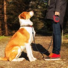 565895400448.jpg Pet Automatic Telescopic Traction Rope