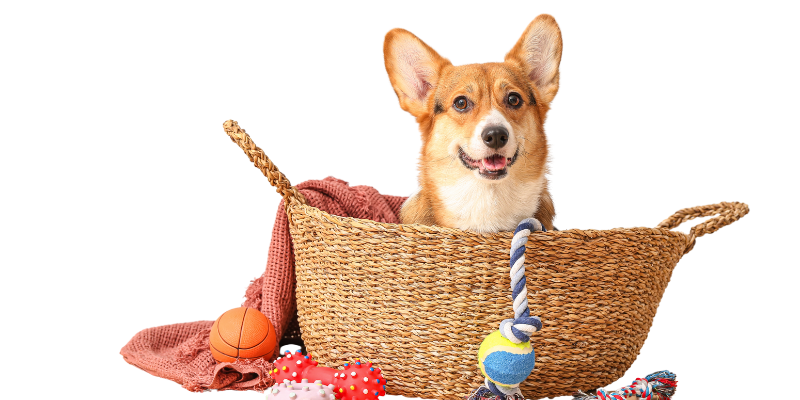 Premium Pet Accessories for Dogs & Cats